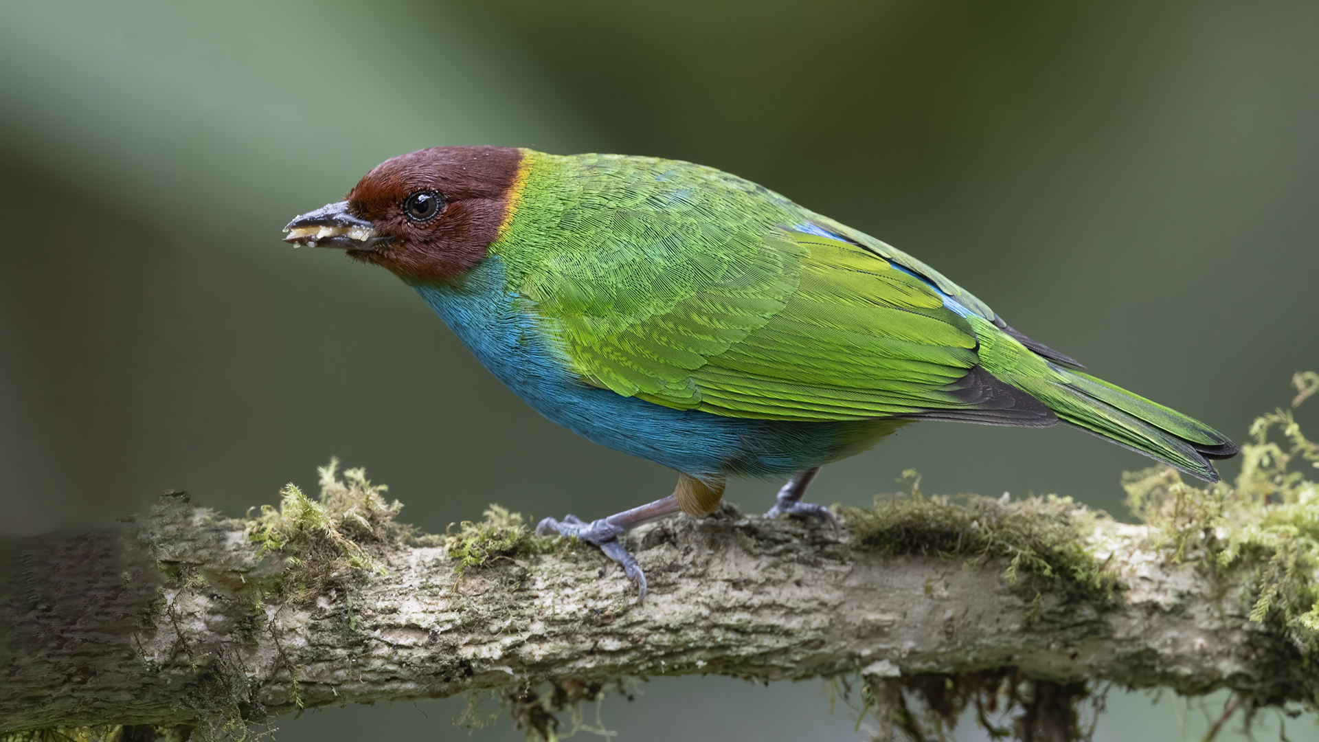 Bay-headed Tanager